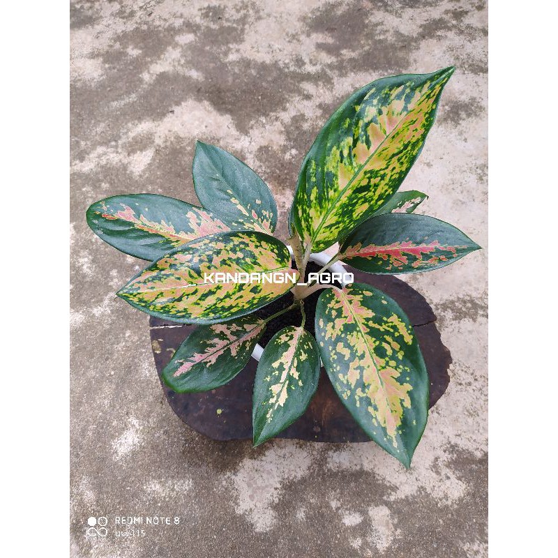 Aglonema Kochin Tembaga