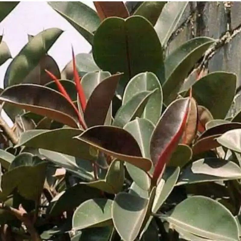 stek bibit tanaman karet kebo obat herbal