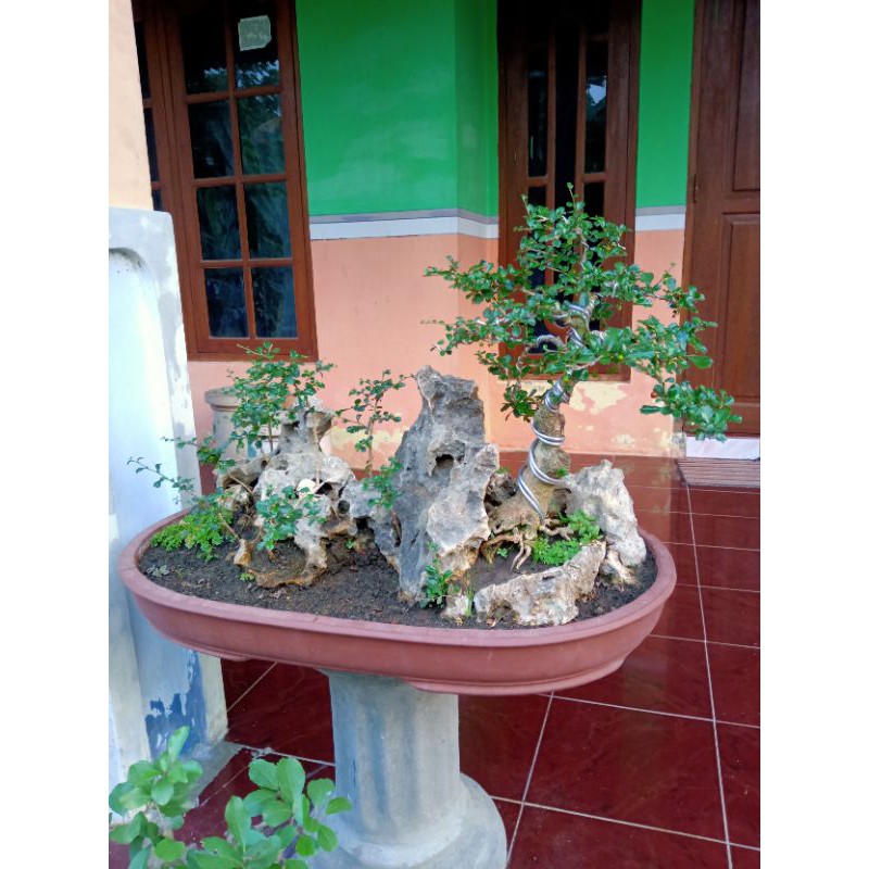 bibit hokianti mikro/hokiantea import /bonsai mame dan tanaman hias