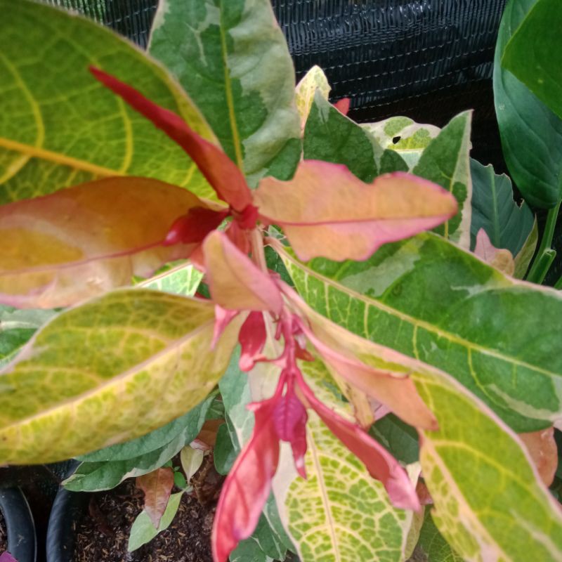 Melati jepang varigata merah/tanaman hias