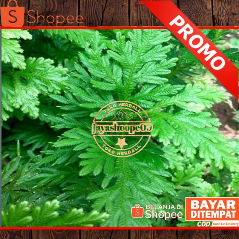 

Daun Cakar Ayam segar 500.gram