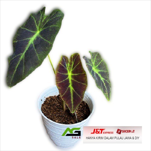 TANAMAN HIAS Keladi Ungu