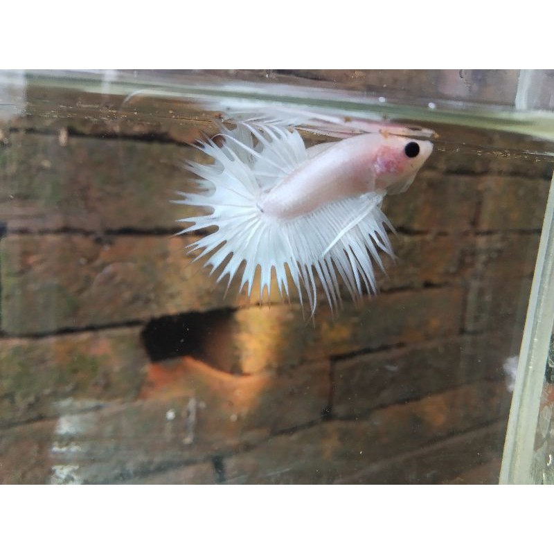Cupang Serit/Crown Tail White Platinum