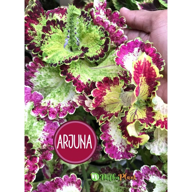 Miana ARJUNA | Premium