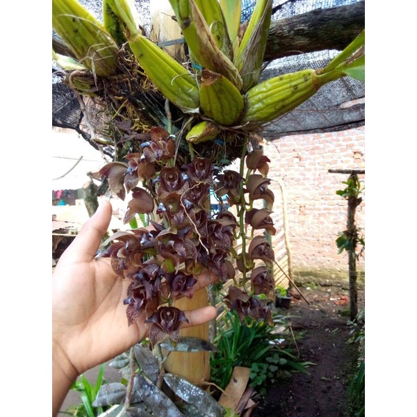 grammatophyllum stapeliiflorum