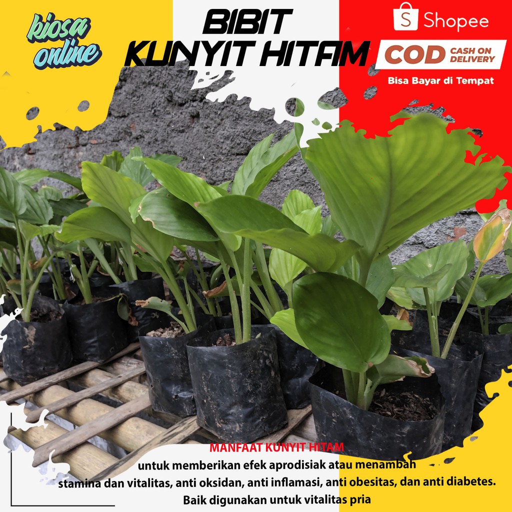 kunyit hitam asli kaempferia parviflora