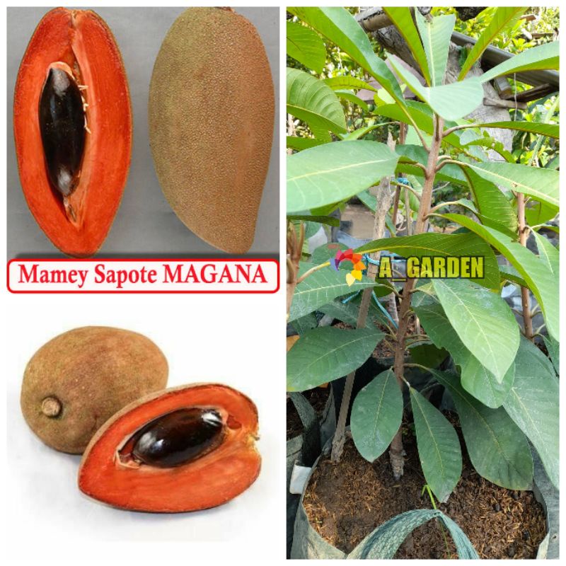 Mamey Sapote Magana - Sambung Susu