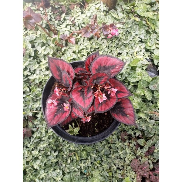

red pita full pot