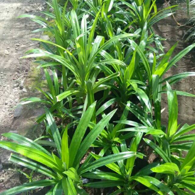Tanaman pandan wangi-pandan wangi tanaman bumbu pandan wangi