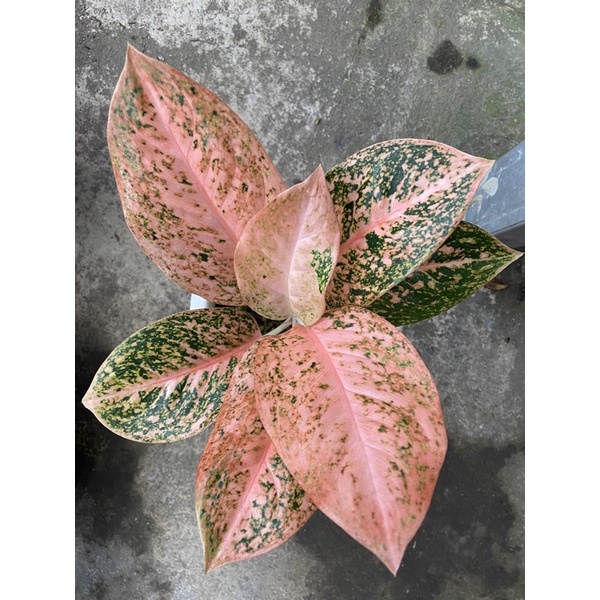 Aglaonema stardas orange