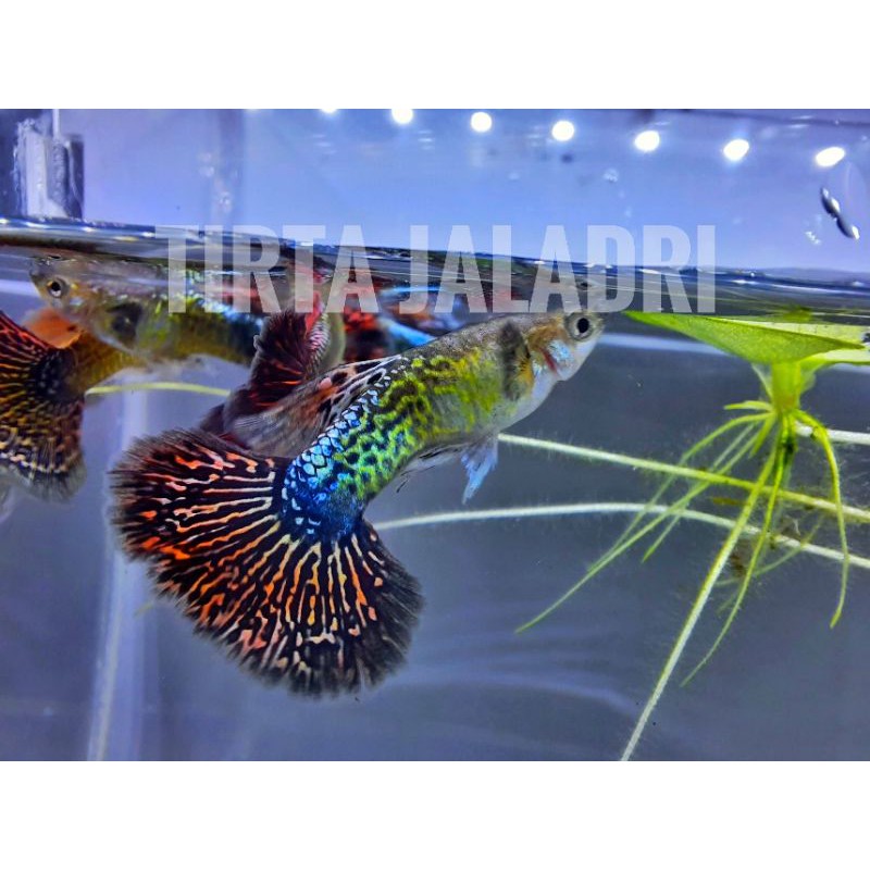 ikan Guppy Red Dragon (1pair)