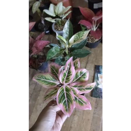 aglaonema siam jade dan lotus