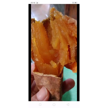 

ubi cilembu mentah dan matang