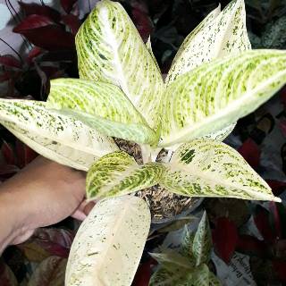  Aglonema  White Legacy  Tanaman Hias Aglaonema  Shopee 