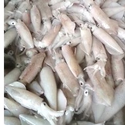 

cumi cantik, cumi sero fresh Frozen kemasan 1kg