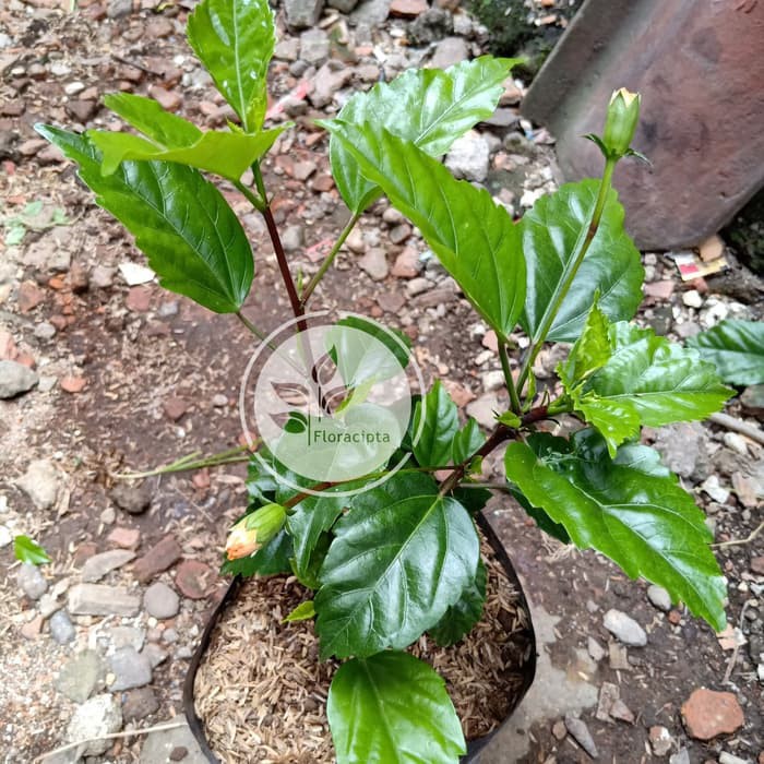 Pohon Kembang Sepatu Kuning Bibit Bunga Sepatu Orange Tanaman Hias Bunga Kembang Sepatu Kuning