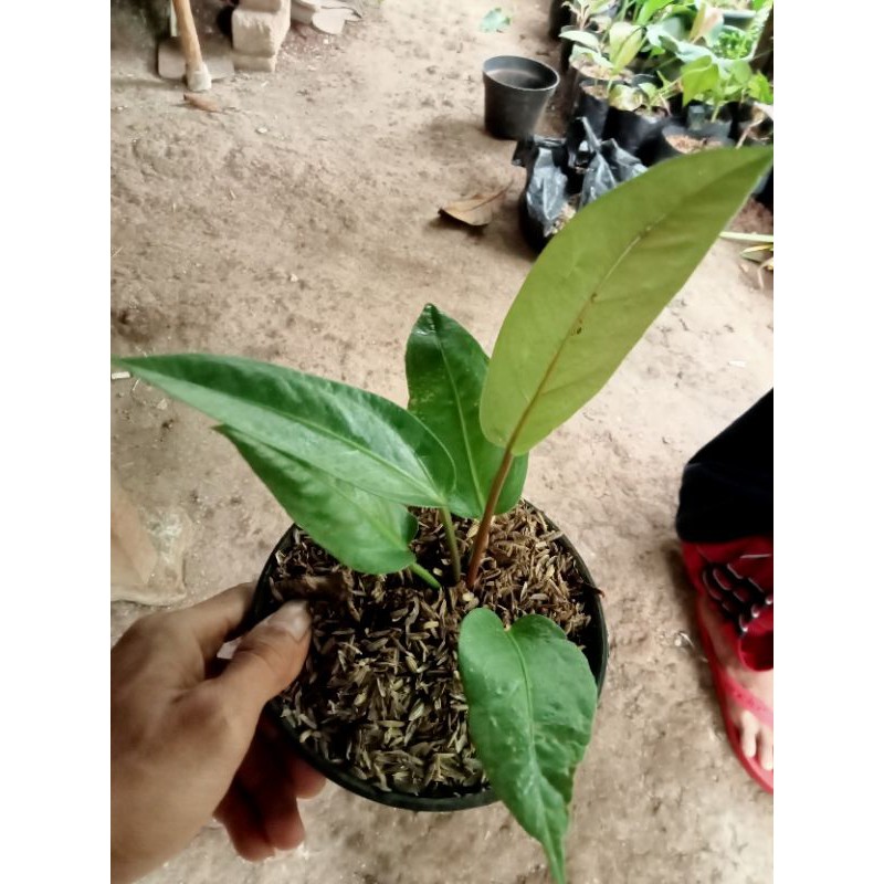 jemani cobra bibit jemani cobra