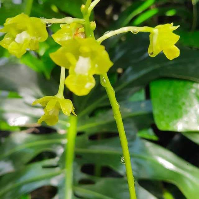 Dendrobium Bifalce flava