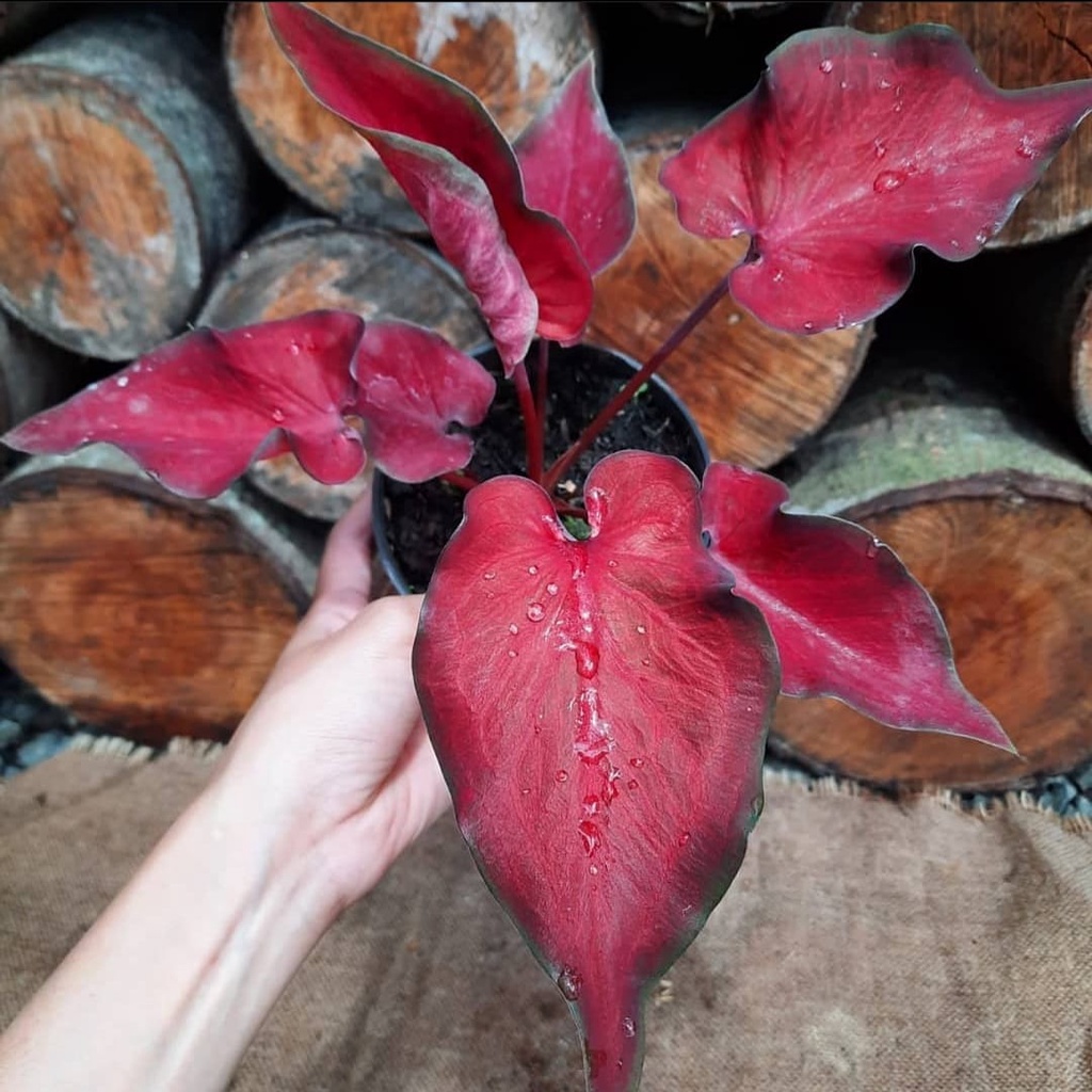 Keladi hias anggur merah/ bunga hias caladium anggur merah/ tanaman hias hidup