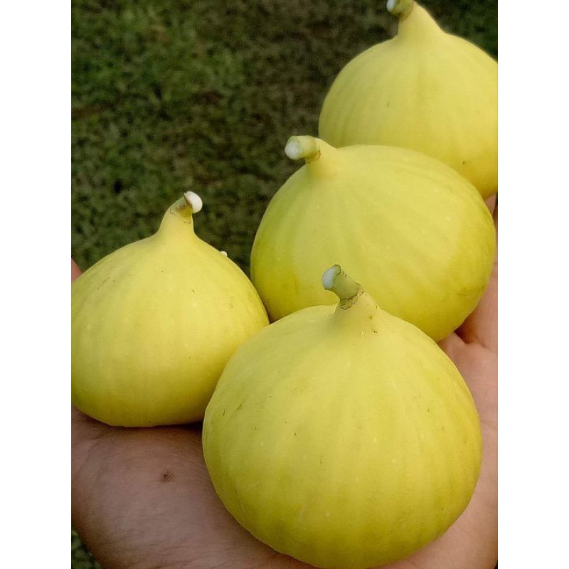 bibit buah tin jenis Jin Ao Fen sangat rajin berbuah - bibit pohon tin - bibit tanaman tin