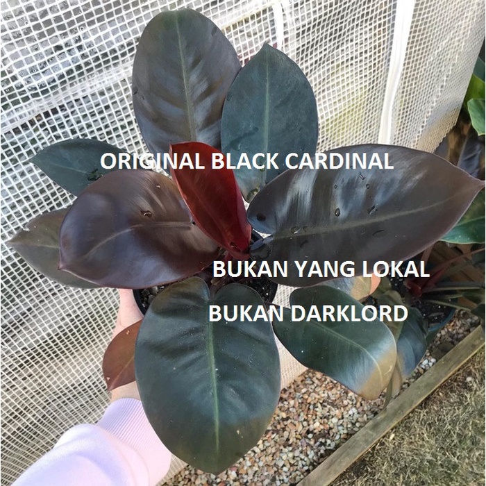 Philodendron Black Cardinal Original / Philo Black Cardinal Asli