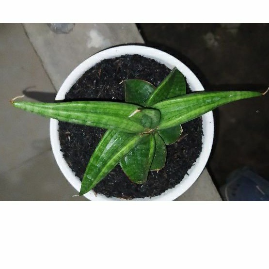 sanseviera lost id 01 sansevieria