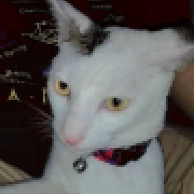 yolanggarainirangga10