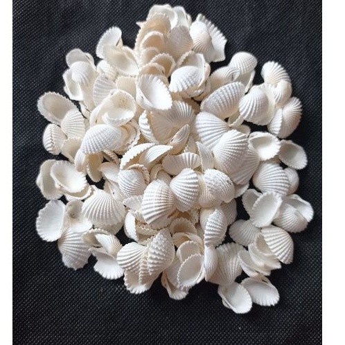 Cangkang Kerang Putih / Kerang Dara Hiasan Aquarium