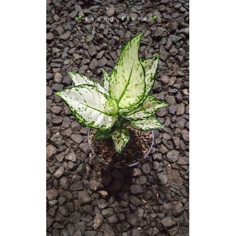 Aglaonema super white lokal // Tanaman hias aglaonema super white murah