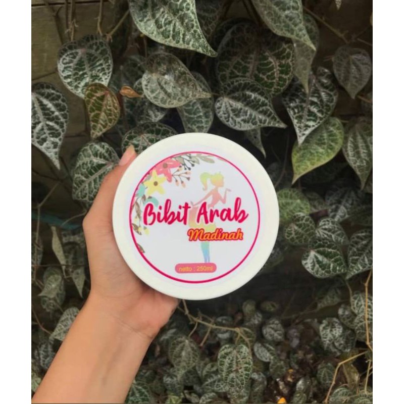 Bibit Arab Madinah New kemasan POT Original