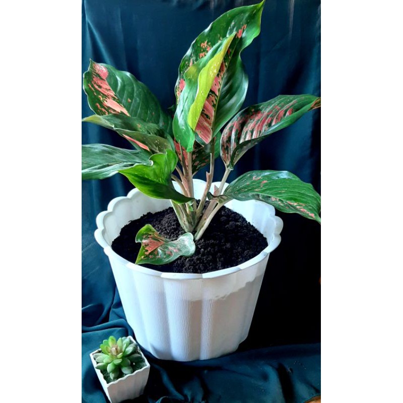 aglonema kochin dewasa besar rimbun