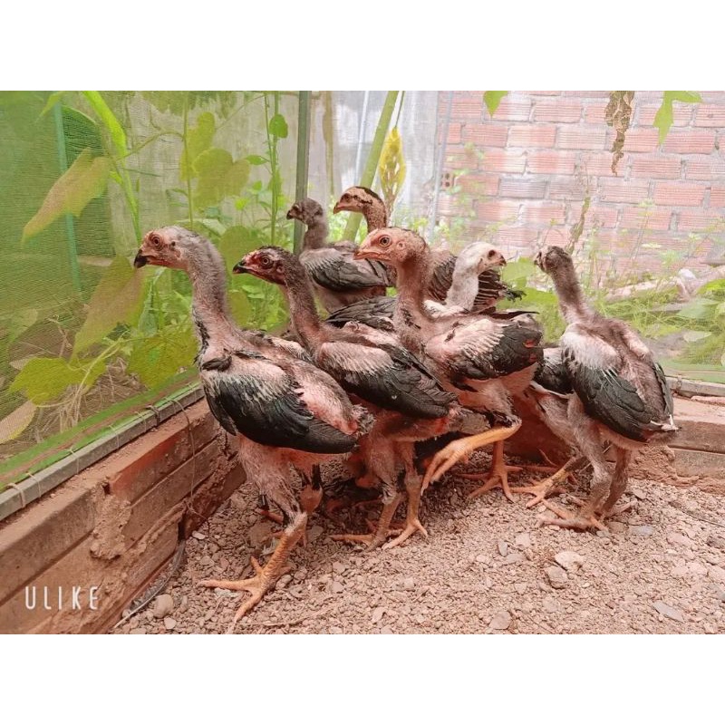 ayam GANOI ori TELUR fertil