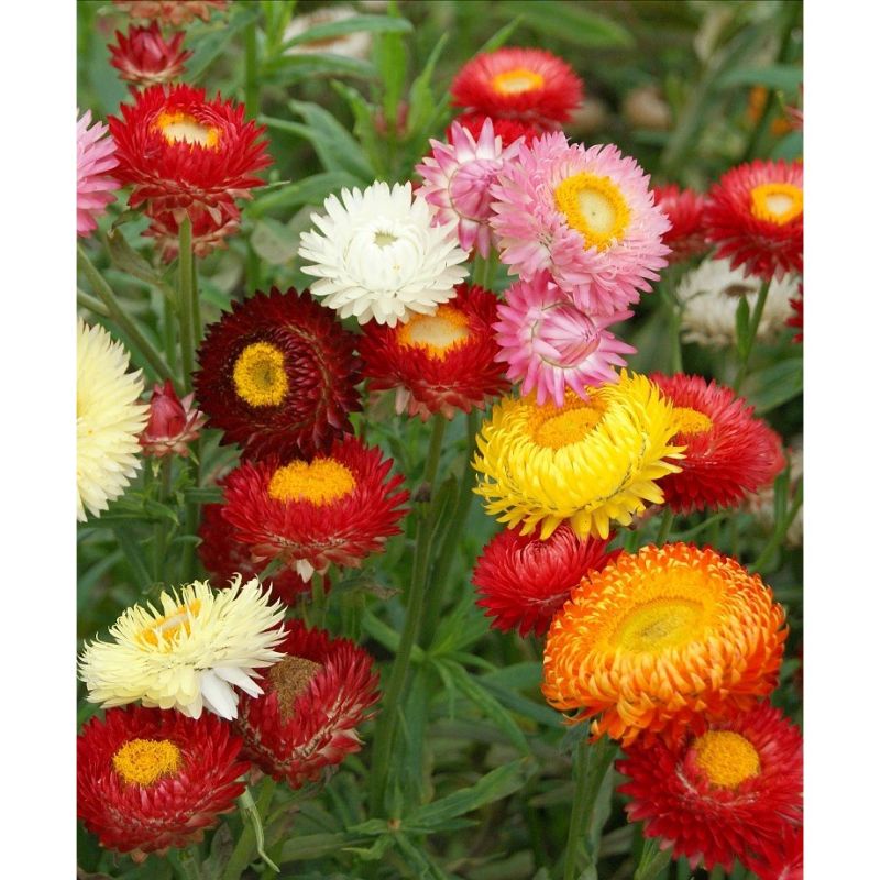 benih BUNGA STRAWFLOWER  SWISS GIANT MIX