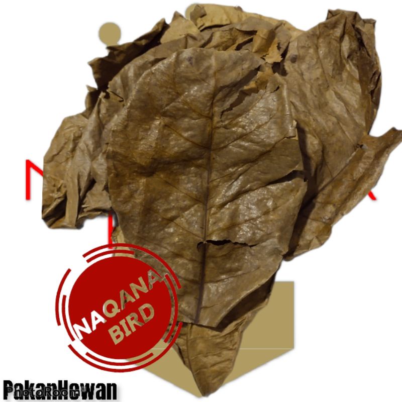 Daun Ketapang Merah Prebiotik alami untuk ikan cupang