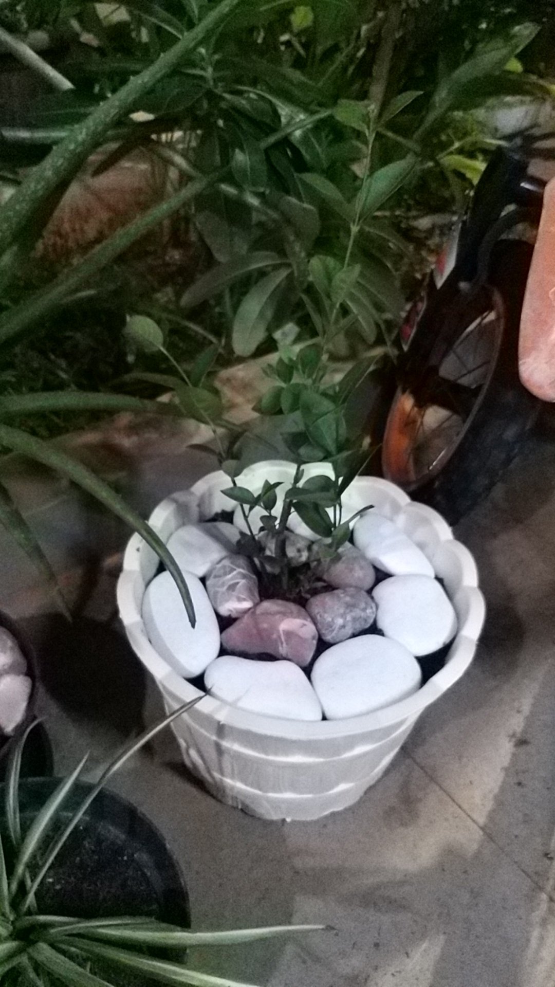 Tanaman Hias Melati Yasmin - Melati Yasmine - Melati Jasmine - Bunga Melati - Melati Jasmin