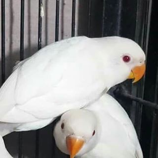 Jual Burung Lovebird Albino Mata Merah Betina Gacor Banyak Pilihan