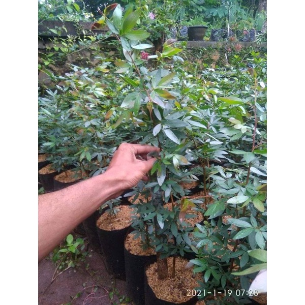 bibit bonsai kaliandra sulimaraja