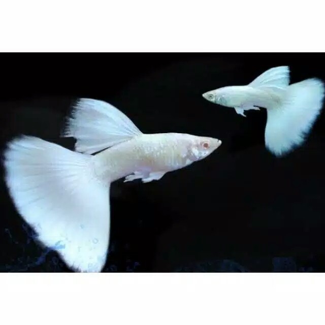 ikan hias Guppy albino full platinum (afp) sepasang