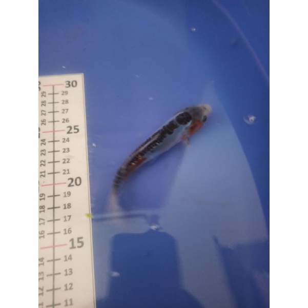 ikan koi tategoi shushui anakan Import F1 indukan asli jepang