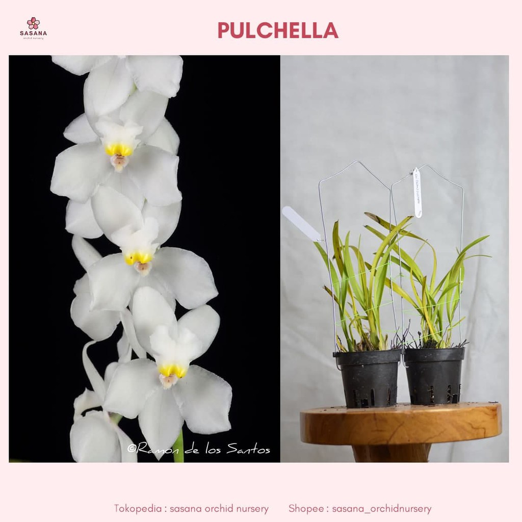 Anggrek Oncidium Cuitlauzina (Odm.) pulchella 'Melencia' AM wangi