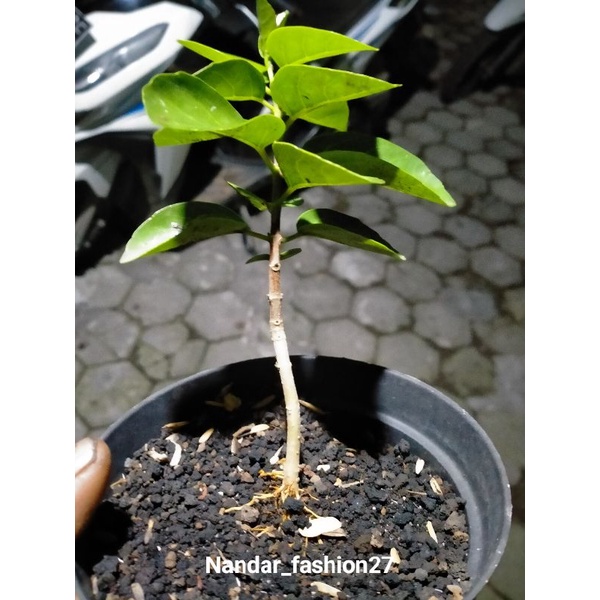 TANAMAN BONSAI SANCANG HIDUP ORIGINAL DARI BIJI 10k