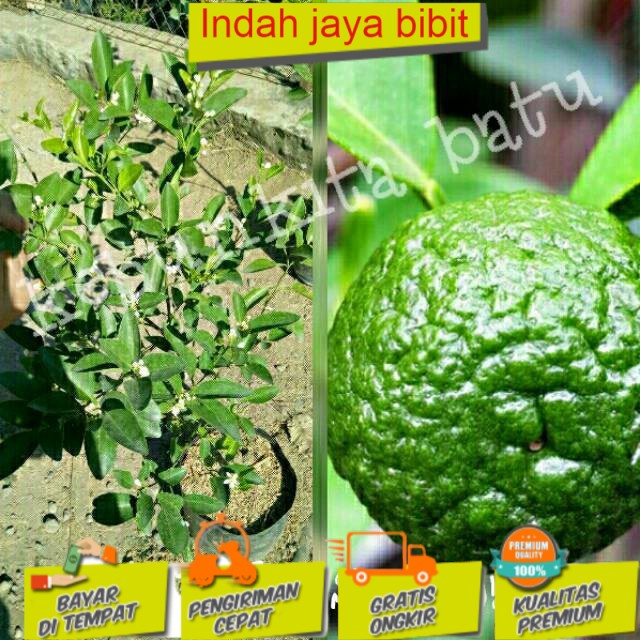 

Jeruk Sambal Berbunga (BISACOD)