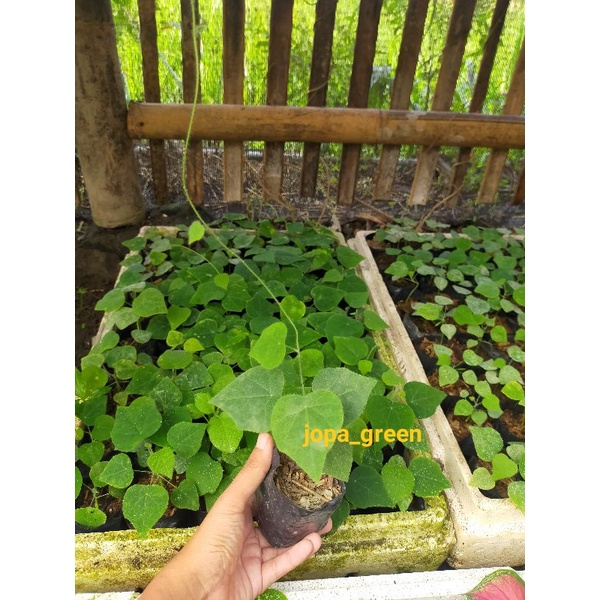 Bibit Tanaman Cincau Hijau Bulu Rambat/tanaman pohon cincau hijau/isi 2bibit