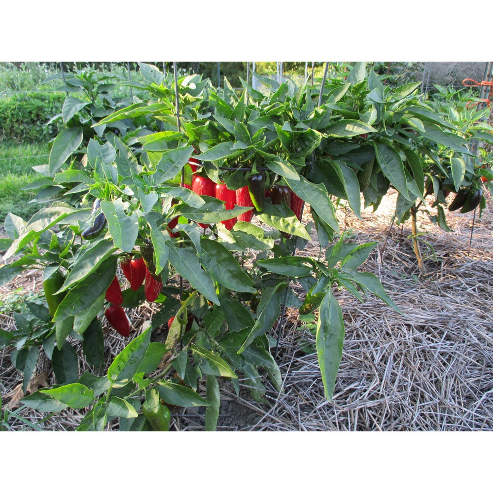 Benih-Bibit Cabe Jalapeno Early (Haira Seed)