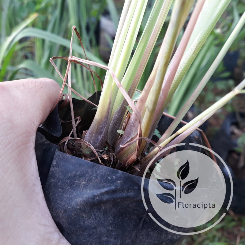 Bibit Tanaman Sereh Sayur Bibit Sereh Sayur Bibit Tanaman Serai