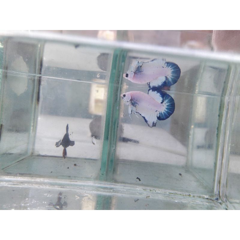 

Ikan Cupang Blue Rim