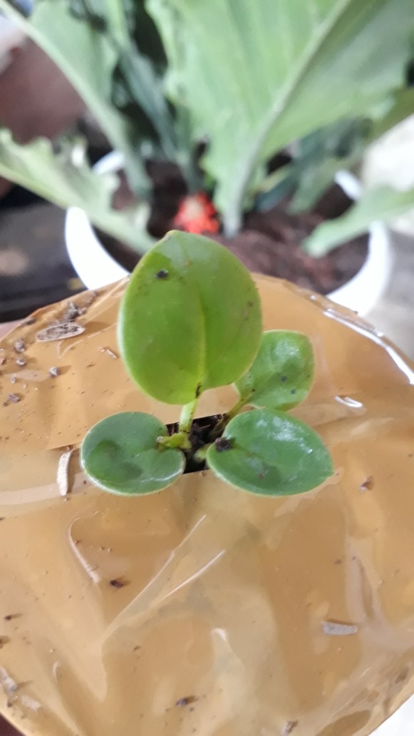 Bibit Anturium Jemani Mangkok Tornado