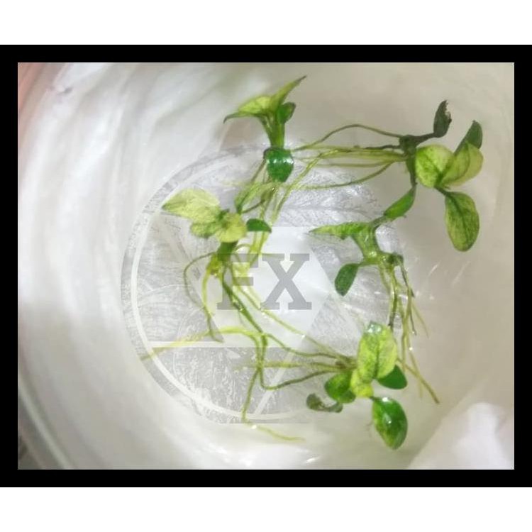 PRODUK BAIK ANUBIAS PINTO - DENNERLE - RIZOME - ANAKAN - TANAMAN AQUASCAPE TERJAMIN