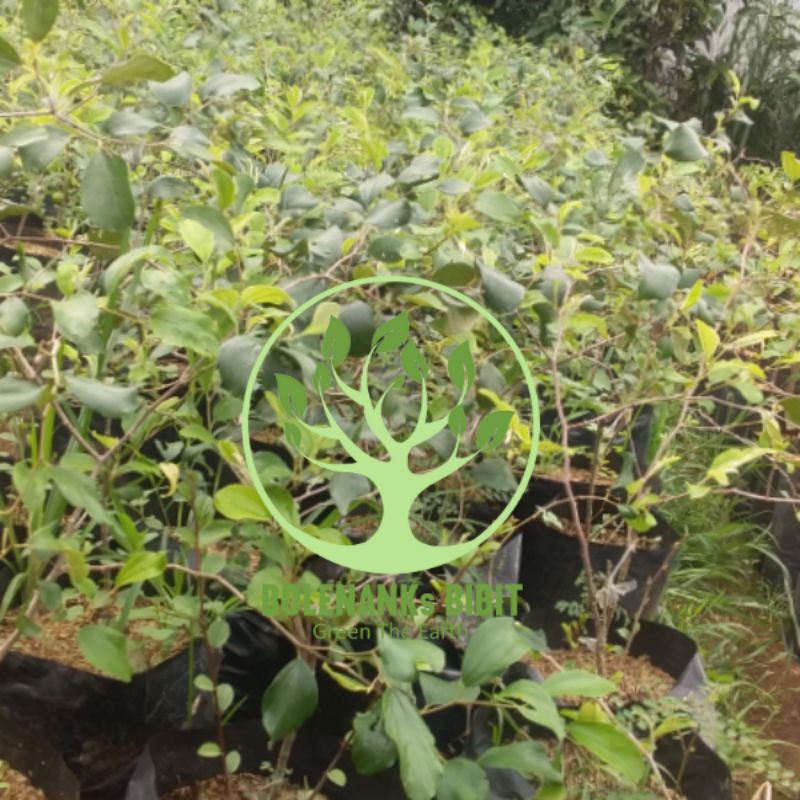 Bibit Pohon Buah Putsa / Apel India