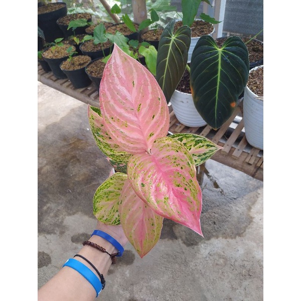 aglonema bidadari/aglonema bidadari anakan